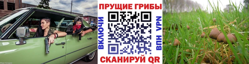 купить   Камень-на-Оби  Псилоцибиновые грибы Cubensis 